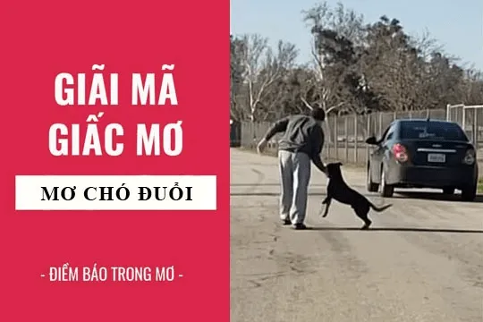 Giải mã giấc mơ thấy chó đuổi đánh con lô đề số mấy